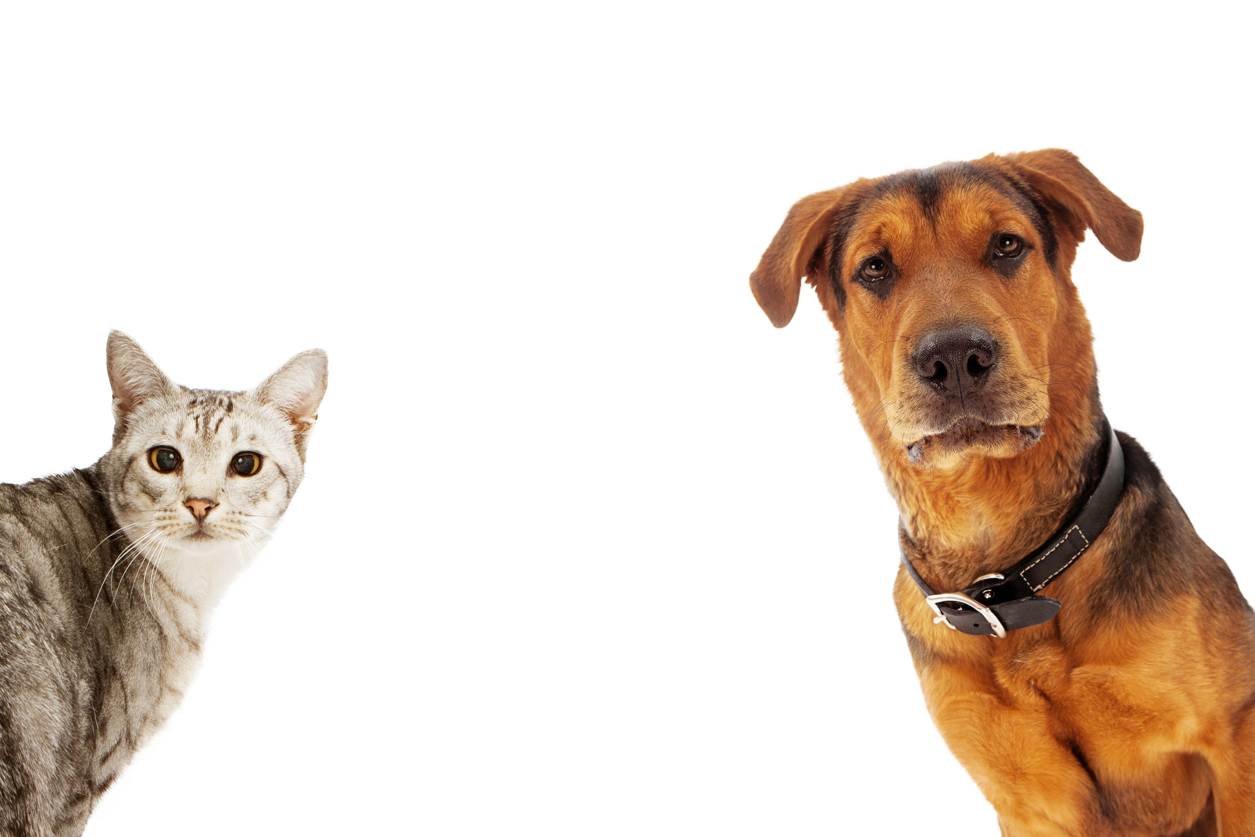 Dog and Cat With Copy Space